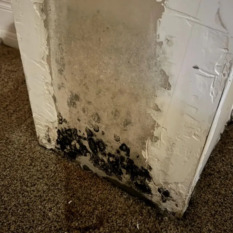 Professional Mold Removal in Watsonville, CA